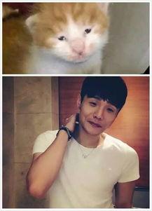 喵星娱乐吃瓜群众是谁啊,吃瓜群众背后的神秘力量